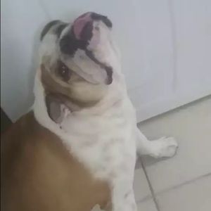 Meet your Posher, Janny